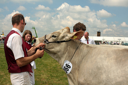 Cattle Show