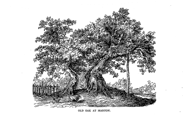 Marton Oak